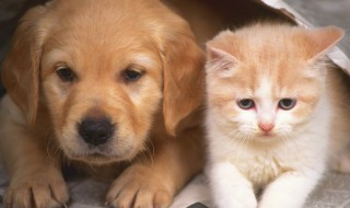 把小狗放在阳台好吗（狗狗住在阳台上可以吗）