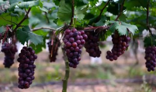 葡萄种植方法是怎样的 葡萄的栽培技术葡萄种植的方法