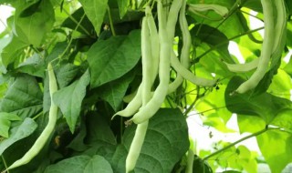春天芸豆什么时间种植（早春芸豆什么时候种）