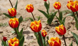 郁金香的种植方法和时间是什么（郁金香的种植方法和时间是什么意思）