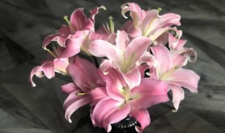 香水百合的种植时间 百合花什么时候种植最好香水