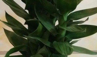 水养平安竹的养殖方法和注意事项（水养平安竹的养殖方法和注意事项是什么）