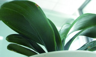 君子兰夏天的养殖方法和注意事项 君子兰夏天的养殖方法和注意事项有哪些