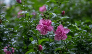 木槿花开的时候木槿花代表什么