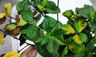 栀子花换盆后叶子蔫了怎么办 栀子花换完盆蔫了怎么办