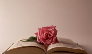 沙漠玫瑰茎蔫了叶子也蔫了咋办啊 沙漠玫瑰蔫了怎么办