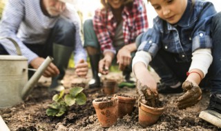 蜘蛛兰的养殖方法和注意事项 蜘蛛兰怎么养