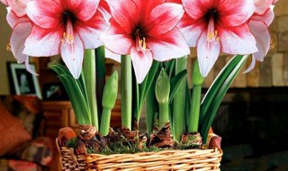 朱顶红的养殖方法和注意事项是什么（怎样养朱顶红）