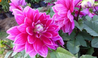 秋牡丹的养殖方法和注意事项 秋季牡丹怎么养护