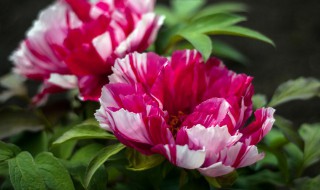 花牡丹的养殖方法及注意事项（牡丹花的养殖技巧）