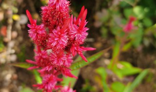 鸡冠花的养殖方法和注意事项 鸡冠花的养殖及管理方法