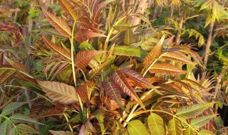 香椿树苗怎么培育（香椿树苗怎样培育）