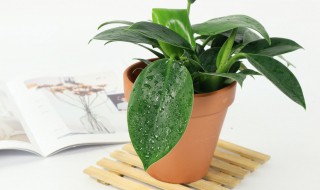 金钻养殖的方法和注意事项 金钻的养殖方法和注意事项养殖日记