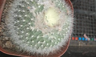 金琥的养殖方法和注意事项（金琥珀饲养方法）