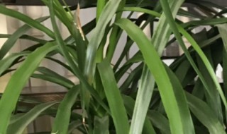 升级兰的养殖方法和注意事项 兰花怎么养护