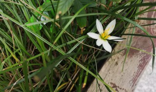 葱兰的养殖方法和注意事项 葱兰的养殖方法和注意事项百度百科