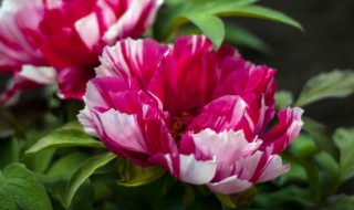 红龙骨花的养殖方法（彩龙骨花的养殖方法）