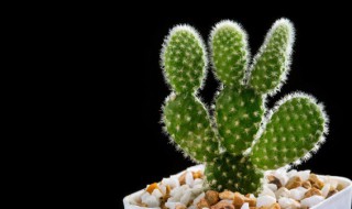 仙人指开花的养殖方法 仙人指花期养殖方法及注意事项