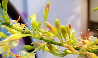 龙须花怎么养殖方法 龙须怎样栽培