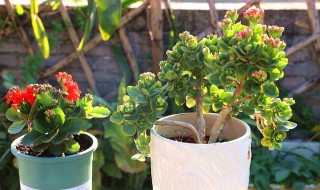 长寿花的养殖方法移栽 长寿花的养殖方法 盆栽