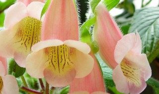 岩桐花养殖方法（大岩桐花的养殖方法）