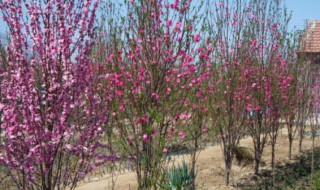 樱花树可以嫁接大樱桃吗（樱花能嫁接大樱桃吗）