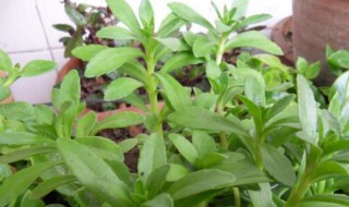 穿心莲盆栽养殖方法 穿心莲小苗盆栽养殖方法