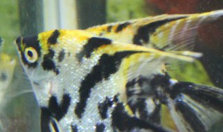 墨燕鱼的养殖方法（怎样养墨燕鱼）