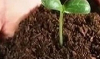盆栽营养土制作方法（怎样制作盆栽营养土）
