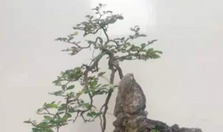 山格木养殖方法(山格木生长环境)