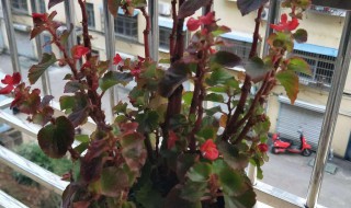 沙漠海棠的养殖方法 海棠养殖技巧