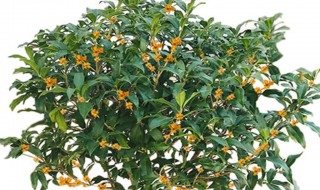 日香桂的养殖方法(日香桂花的养殖方法和注意事项)