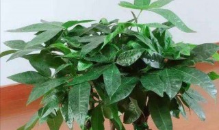 招财树冬季养殖方法 招财树怎么过冬天