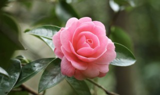 美国茉莉的养殖方法 美国茉莉怎么养殖