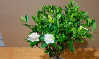 小叶桅子养殖方法（大叶栀子花的养殖方法）