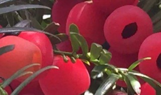 家庭红豆杉的养殖方法 红豆杉的养殖方法