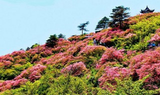 映山红怎么养殖方法 映山红的养殖方法