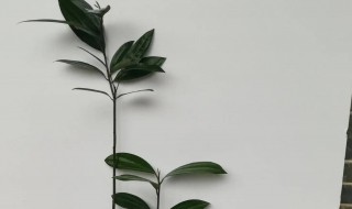 肉桂养殖方法(肉桂的栽培技术)