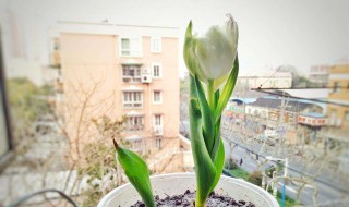 郁金香种子的养殖方法 郁金香怎么繁殖种子