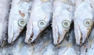 冻鲅鱼解冻后肉是烂的吗 冻鲅鱼解冻后为什么肉都烂了