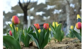 郁金香种植前为什么要消毒 郁金香种植后放在哪里