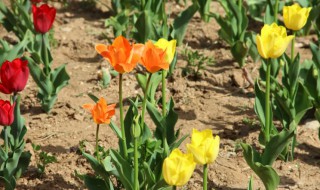 郁金香怎么分球（郁金香如何分球）