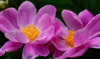 药牡丹的种植方法（牡丹的栽培技术）