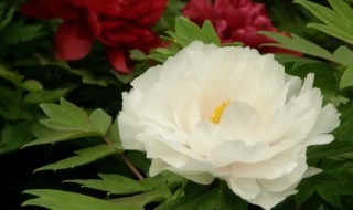 牡丹花怎么养才可以冬天开花（冬天牡丹花怎么栽培）