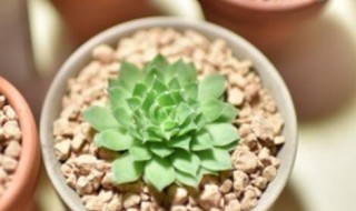 肉肉可以淋雨吗（肉肉可以养在室外淋雨吗）