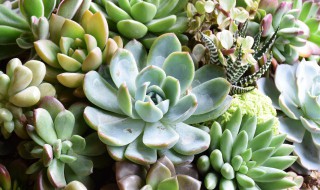 多肉植物冬天多少度应放入室内养（多肉植物冬天多少度应放入室内养护）