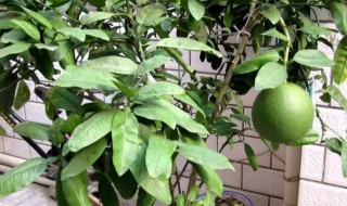 盆栽柚子树几年结果 柚子树种下几年才会结果