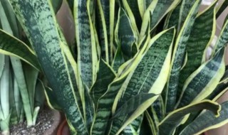 虎皮兰应该放在家庭的什么位置 虎皮兰应该放在家里什么位置