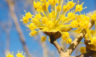 山茱萸开不开花 山茱萸开花什么样子