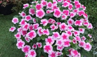 室内盆栽常年开花 室内盆栽常年开花的有